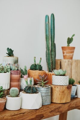 Caring for Cacti & Succulents