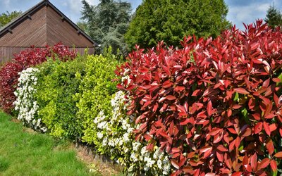 Help the environment - Plant a Hedge!