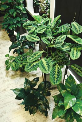 House plant Care guide - Pothos | Philodendron  | Alocasia