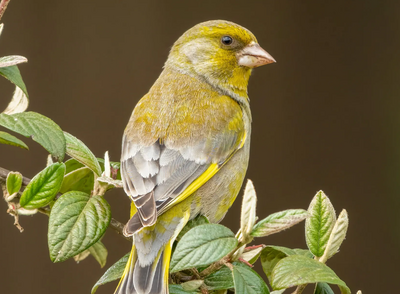 Looking after the birds in your garden