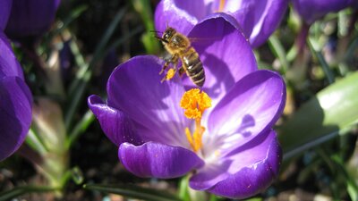 Our top ten Bee & Pollinator friendly plants to provide pollen or nectar from February to October