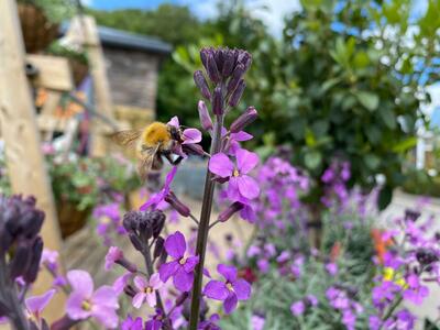 Plants to encourage and support bee populations in your garden