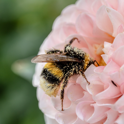 Plants to encourage and support bee populations in your garden all year!
