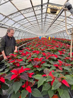 Poinsettia after care and keys to success!