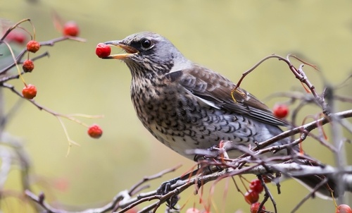 Top tips for feeding birds in your garden