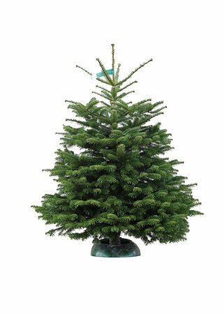 Emerald Nordmann Fir 110-150 cm CUT