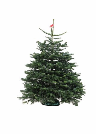 Emerald Nordmann Fir 150-175 cm CUT