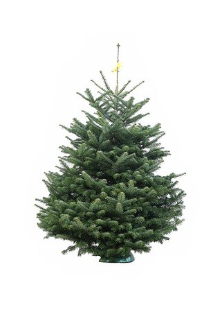 Emerald Nordmann Fir 175-200 cm CUT