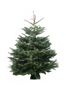 Emerald Nordmann Fir 240-270cm CUT