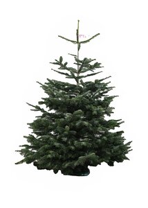 Emerald Nordmann Fir Value 175-200cm CUT