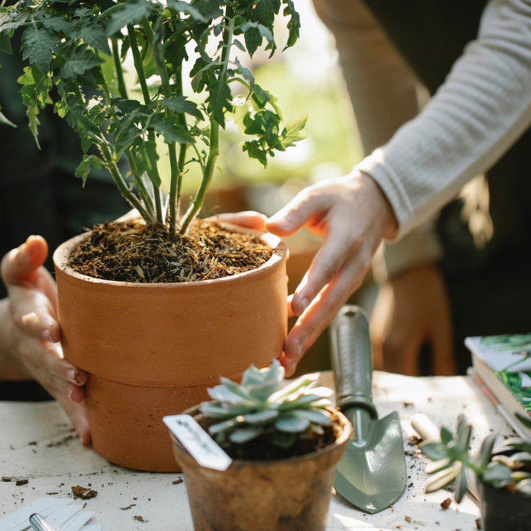 Plants & Accessories - Pugh's Garden Centres