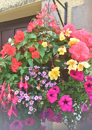 Summer Hanging Basket 16 inch - image 1