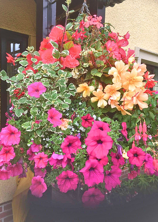 Summer Hanging Basket 16 inch - image 2